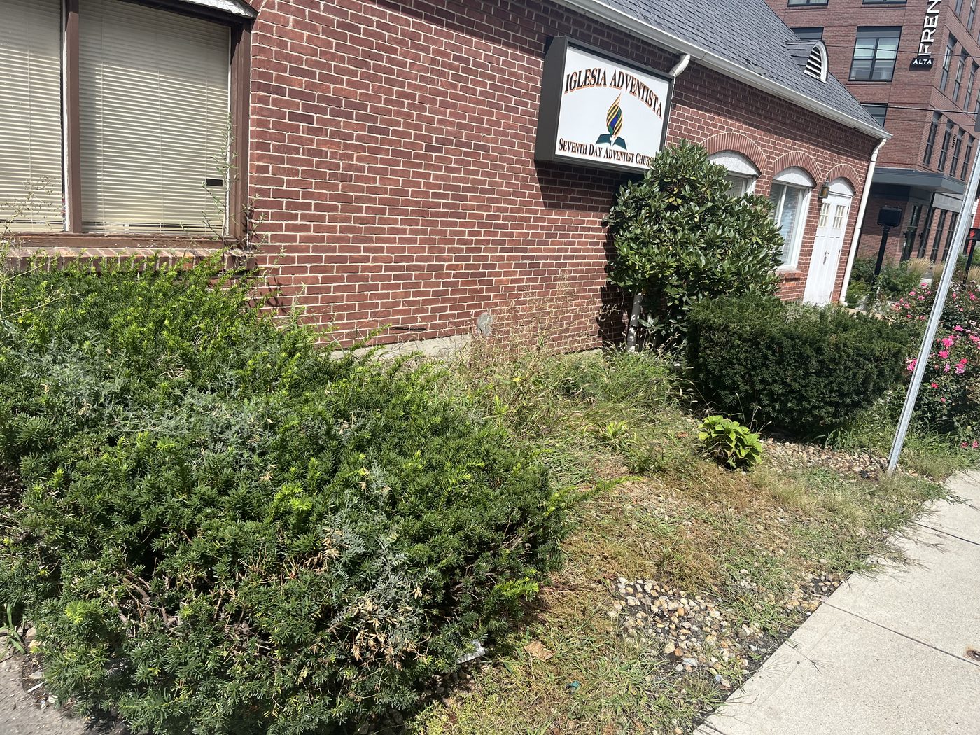 Overgrown commercial hedge before trimming