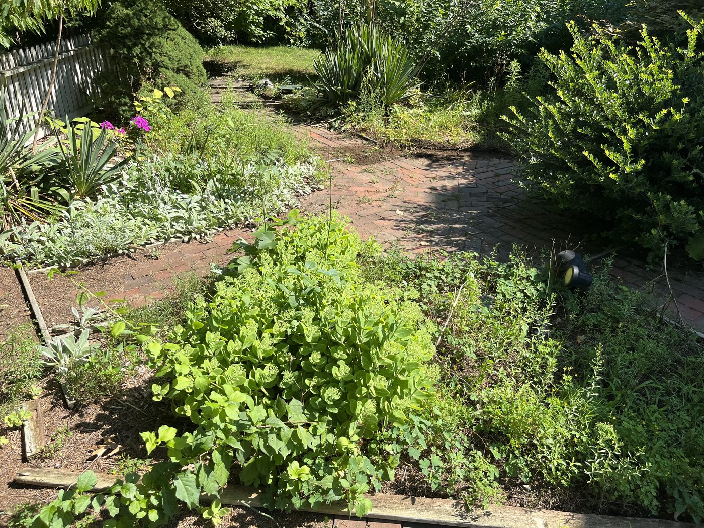 Overgrown brick garden path before cleanup